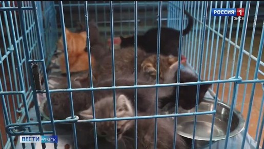 Житель Омска нашёл коробку котят на мусорке
