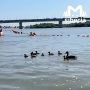 Утки на омском пляже: пернатые гости спасаются от жары