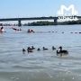 На пляжах в Омске от жары спасаются не только горожане, но и утки
