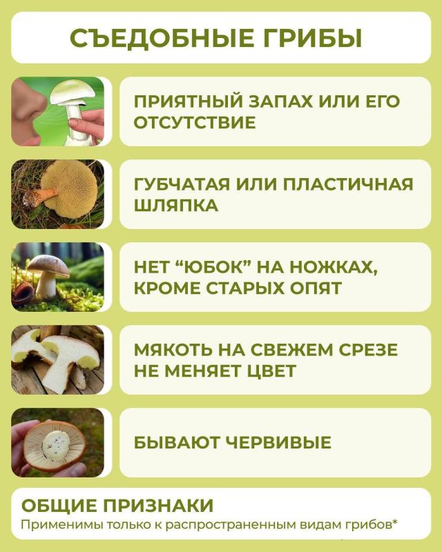 В Омске пришел конец засухе, а значит скоро пойдут грибы