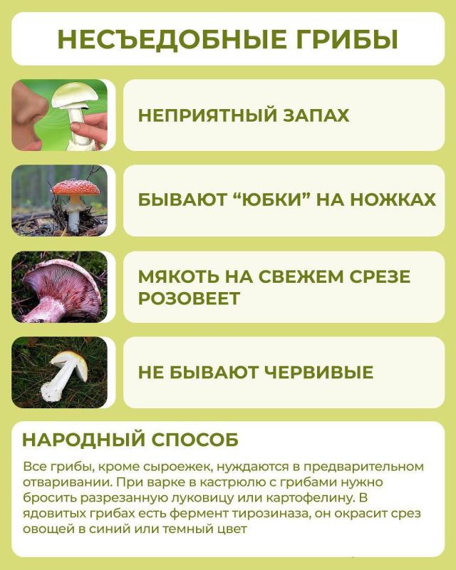 В Омске пришел конец засухе, а значит скоро пойдут грибы