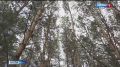 В Называевском районе возбудили уголовное дело за незаконную вырубку леса
