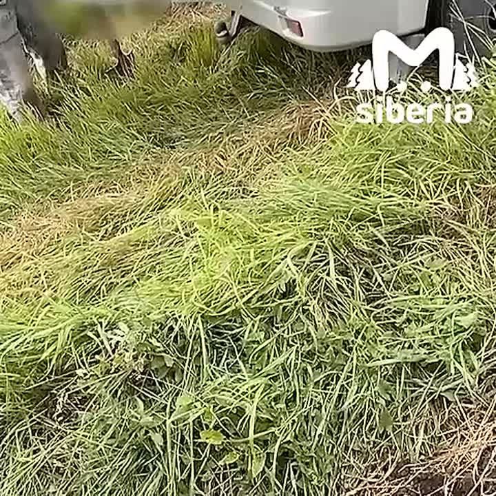   ,     