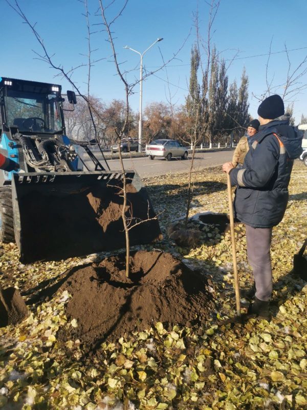 Сергей Шелест: Осень считается самым благоприятным временем для высадки деревьев и кустарников