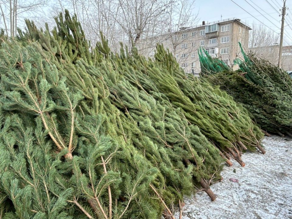 Сергей Шелест: Определяемся с размещением елочных базаров на территории Ленинского округа