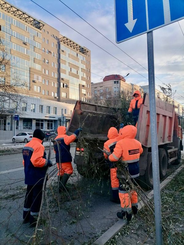 На улице Маяковского аварийные деревья меняют на здоровые