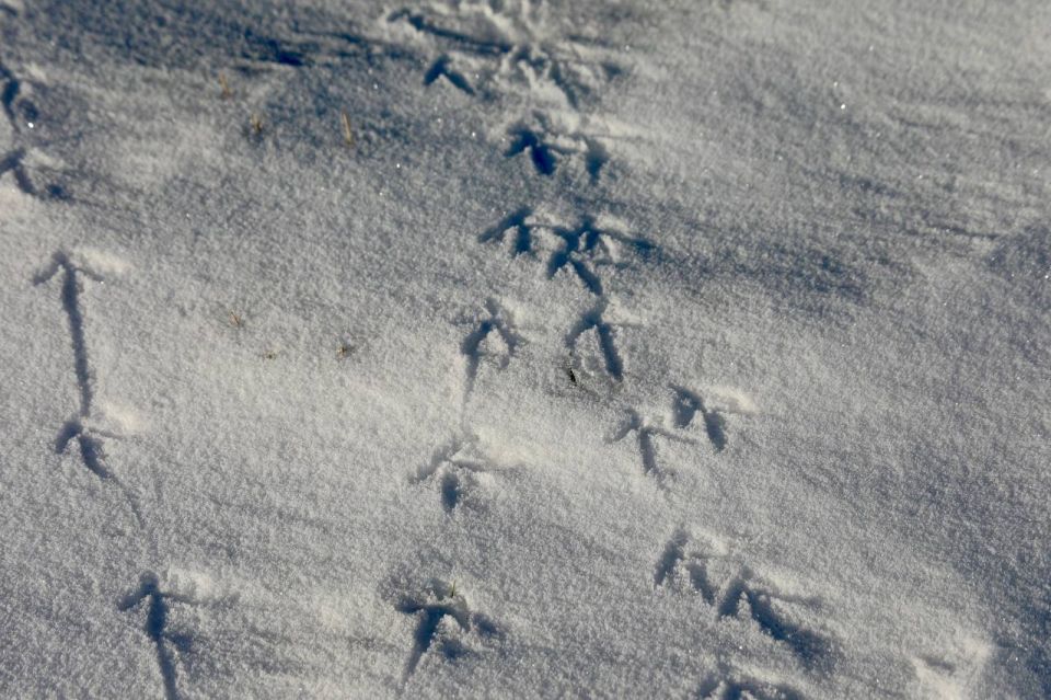 Зимняя книга природы в парке «Птичья гавань»