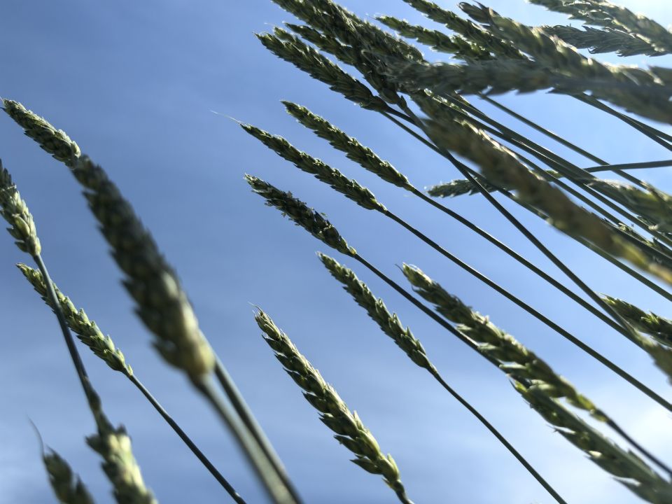 В Омском аграрном университете займутся разработкой восьми новых сортов пшеницы