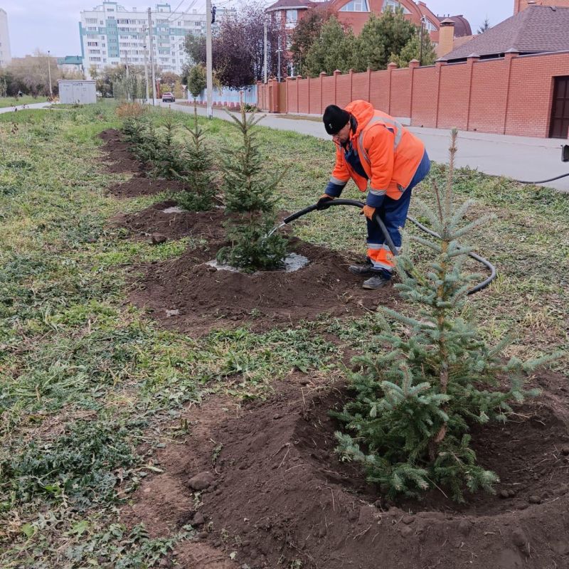 Сергей Шелест: Продолжаем озеленять городские пространства