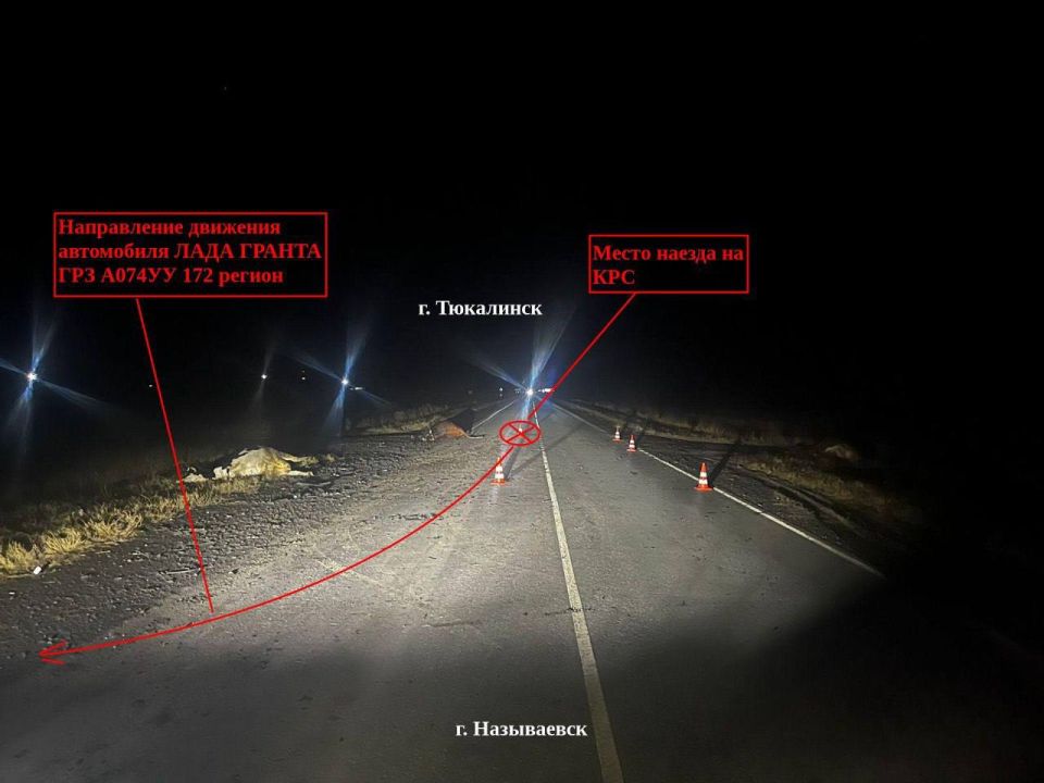 Проводится проверка по факту автоаварии с наездом на крупнорогатый скот