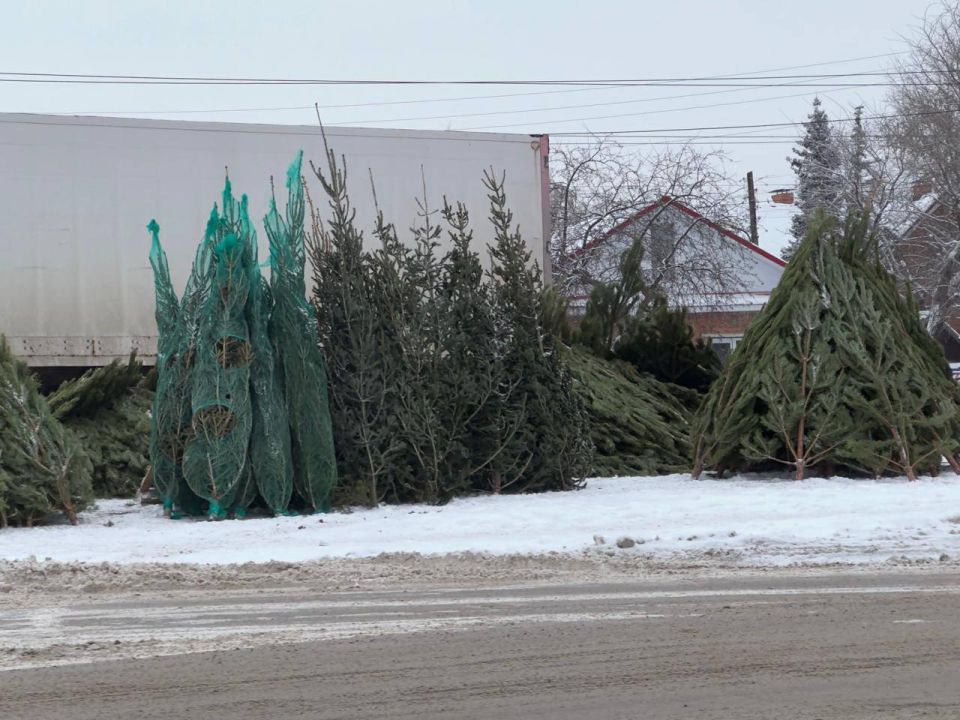 Сергей Шелест: С 1 по 31 декабря в Советском округе будет организована работа шести ёлочных базаров по следующим адресам: