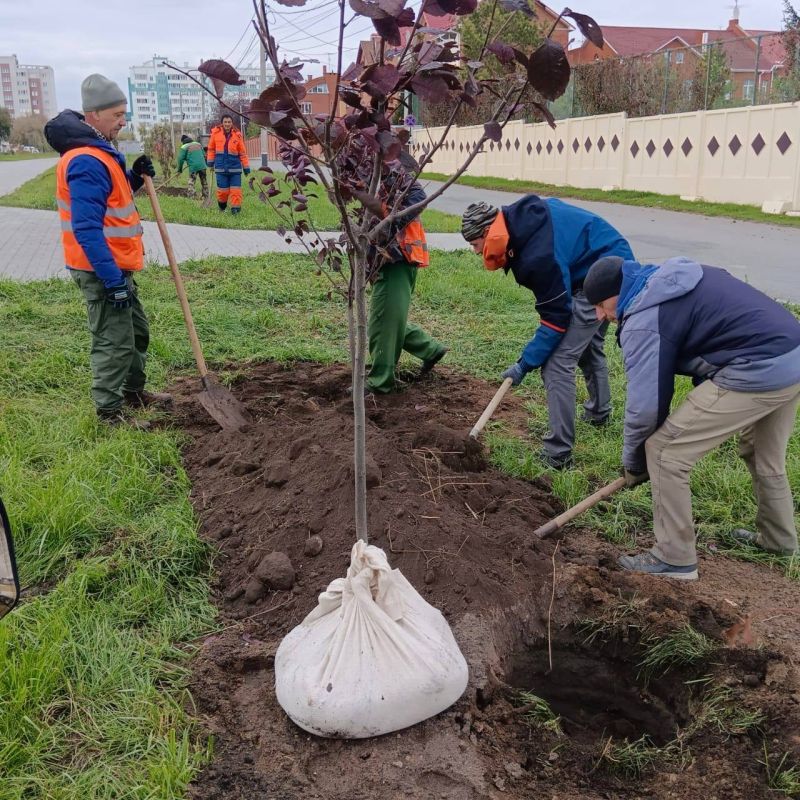 Глава города сообщил о работах по озеленению городских пространств