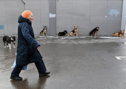 К рассмотрению закона об обращении с безнадзорными животными приступило заксобрание Омской области
