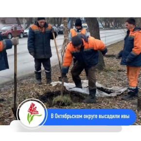 В Октябрьском округе высадили 30 ив вдоль улицы Лизы Чайкиной