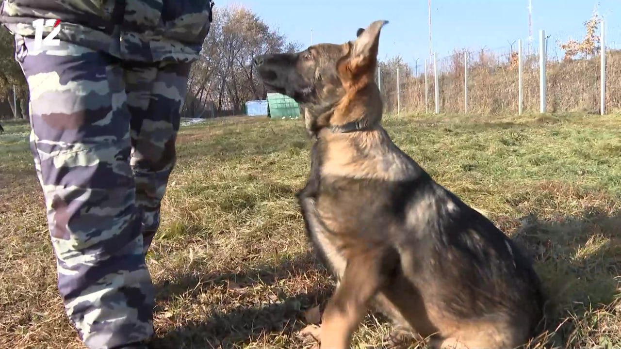 В кинологическом центре к службе готовят трёх щенков немецкой овчарки В кинологическом центре к службе готовят трёх щенков немецкой овчарки