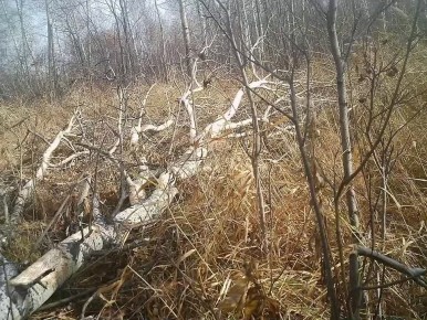 В Омской области запечатлели лосиную «столовую»