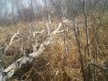 В Омской области запечатлели лосиную «столовую»
