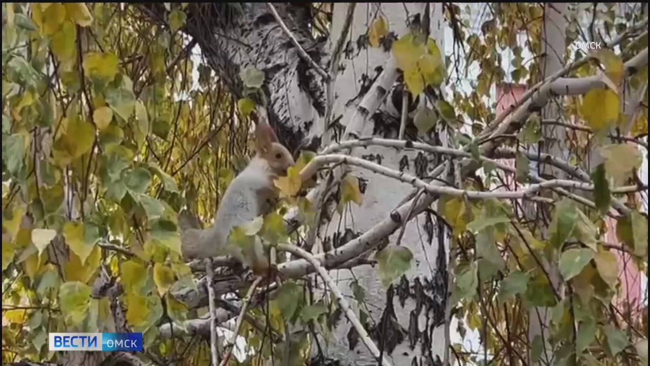 В омских парках активизировались белки