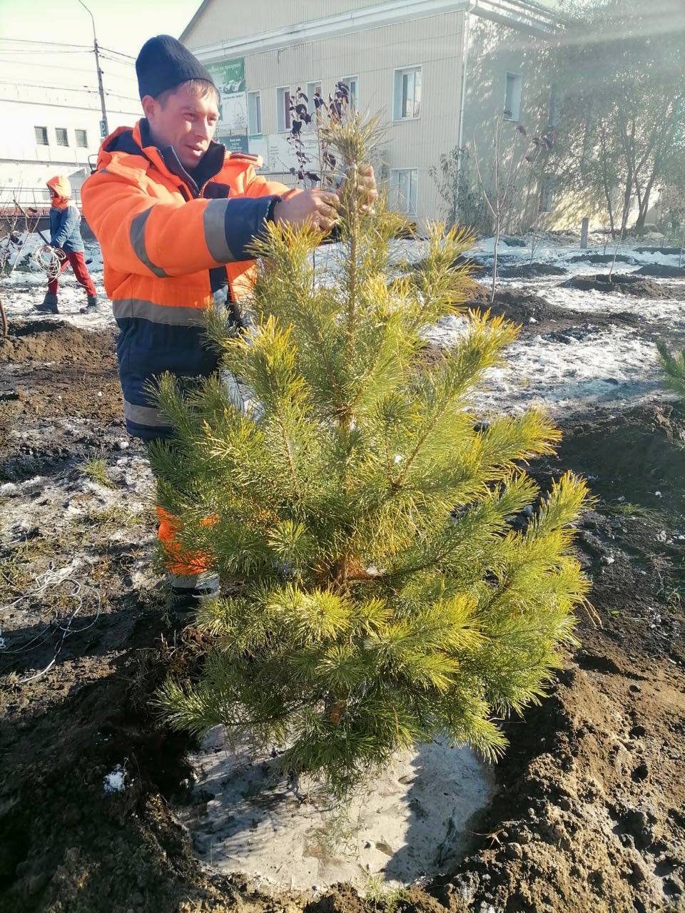 В Центральном округе продолжается высадка деревьев и кустарников