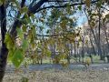 Доброе утро, Омск!. О погоде 27 октября: температура воздуха опустится до –4…+1 градуса
