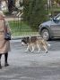 В Омске возле Концертного зала потерялась собака