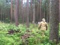 В Омской области создадут два новых лесных хозяйства
