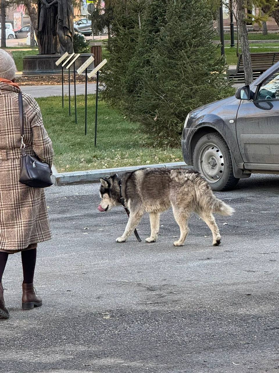В Омске возле Концертного зала потерялась собака