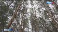 В Омской области создаются новые лесохозяйственные структуры