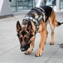 Служебных собак будут дрессировать на настоящих наркотиках