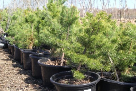 Сергей Шелест: Озеленение городских улиц продолжается