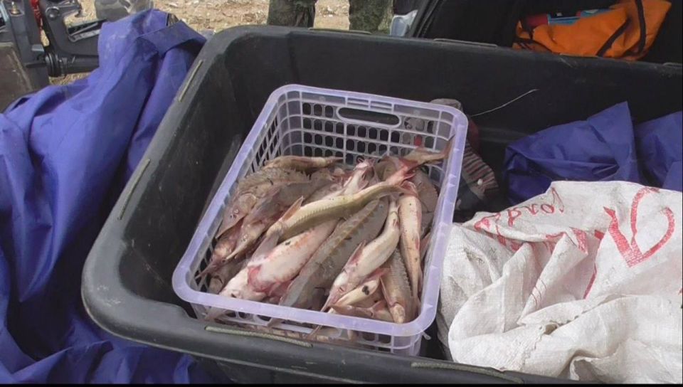 В Омской области прокуратура направила в суд уголовное дело по факту незаконного вылова ценной рыбы, в том числе осетров на сумму более 4,1 млн рублей