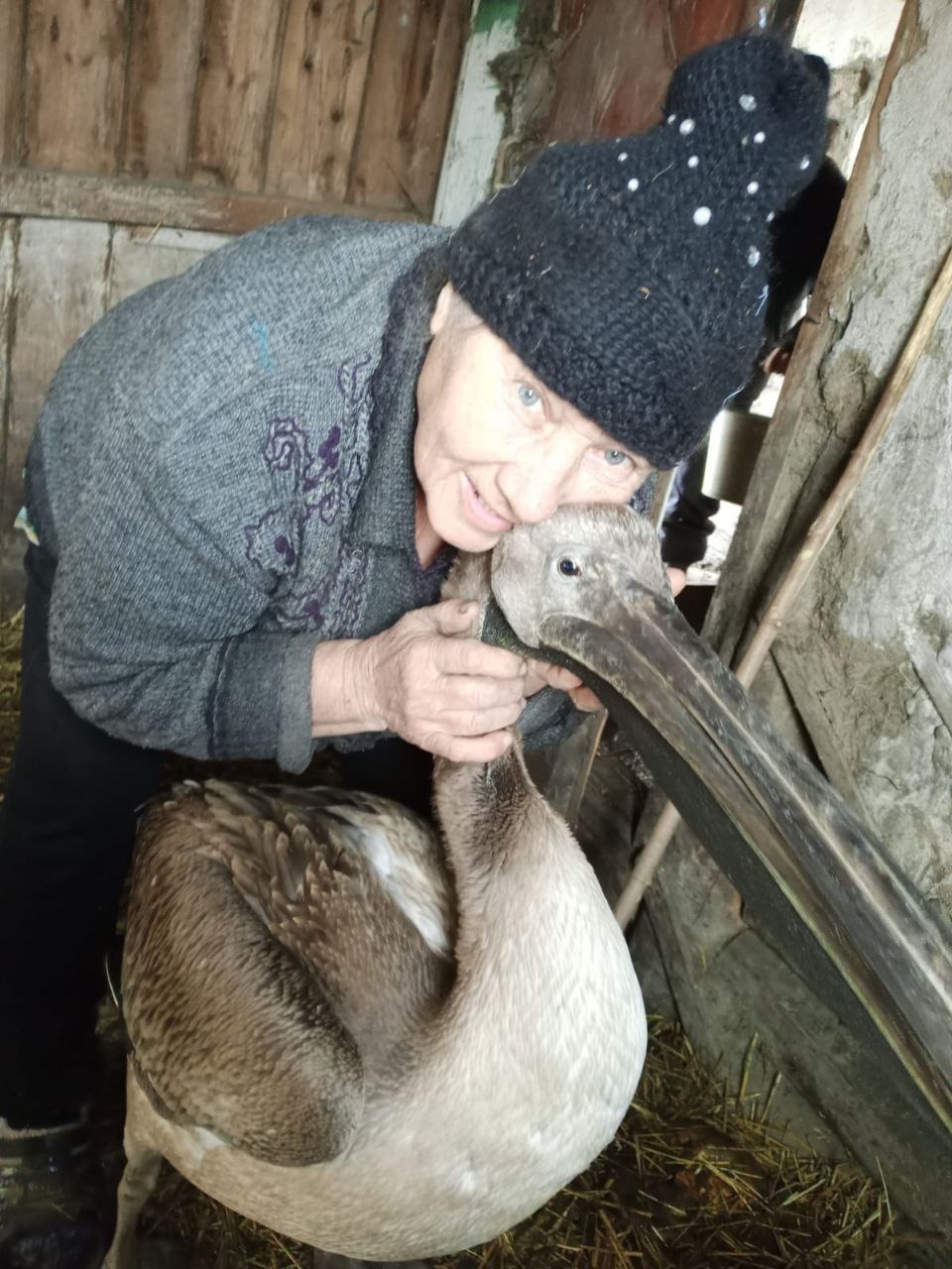 Мать героя из омской глубинки спасла маленького пеликана Мать героя из омской глубинки спасла маленького пеликана