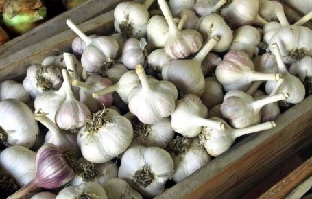 Секреты успешного выращивания чеснока: как избежать распространенных ошибок