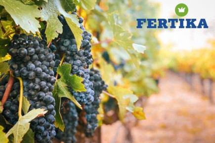 Тонкости ухода за виноградом в разгар лета