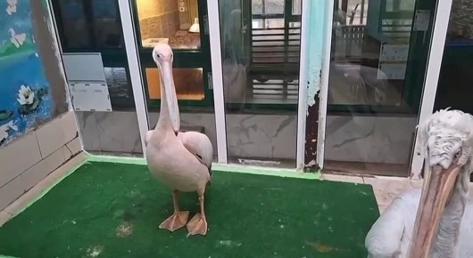 В Омском зоопарке рассказали о шалостях пеликанов