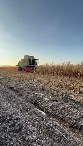 В регионе продолжается уборка кукурузы