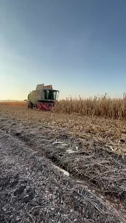 В регионе продолжается уборка кукурузы