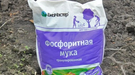 Как неправильное использование фосфоритной муки ухудшает урожай: 3 ключевые ошибки садоводов