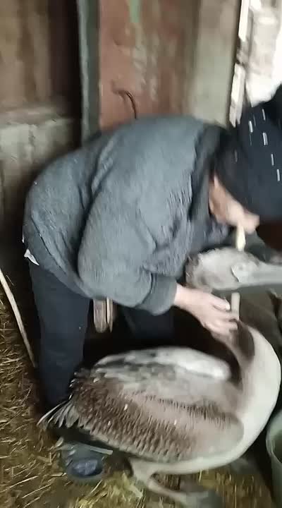 Мать героя из омской глубинки спасла маленького пеликана