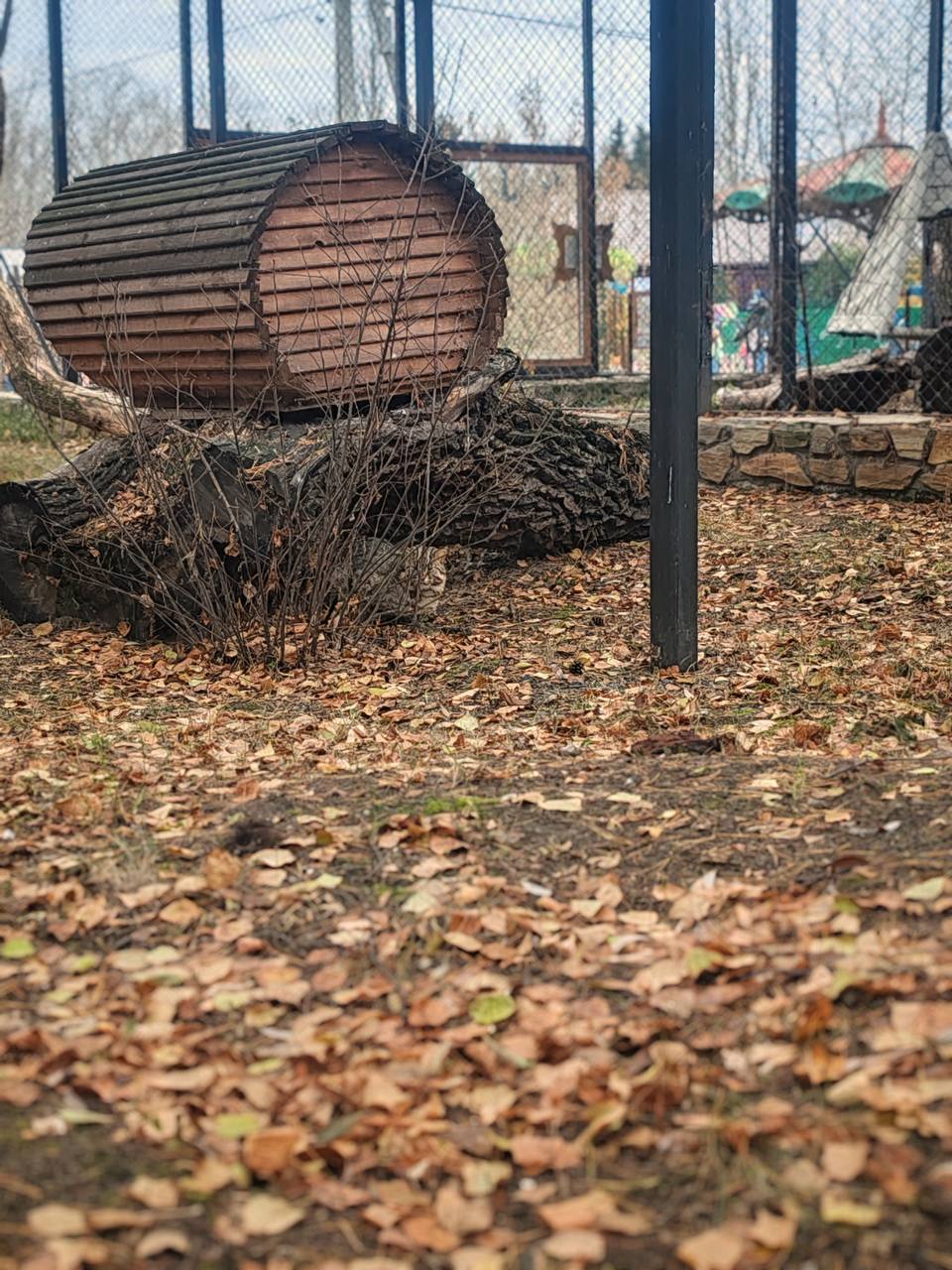 Осенний камуфляж: дальневосточный кот Василий слился с листвой