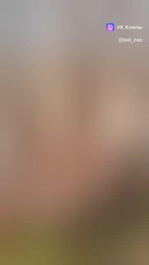 Как проходит утро у самой северной жительницы Большереченского зоопарка