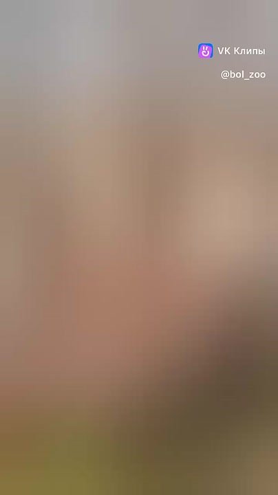 Как проходит утро у самой северной жительницы Большереченского зоопарка