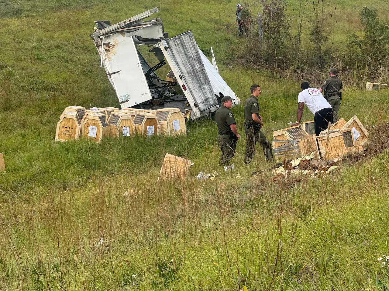 Побег макак: сценарий для фильма, но в реальности Побег макак: сценарий для фильма, но в реальности