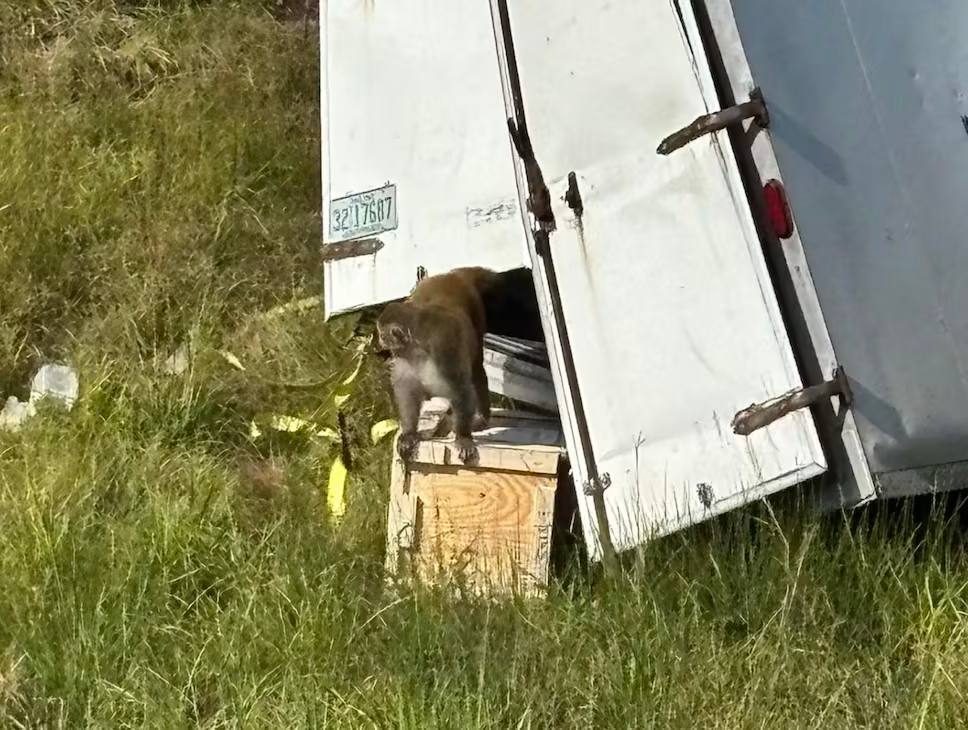 Побег макак: сценарий для фильма, но в реальности