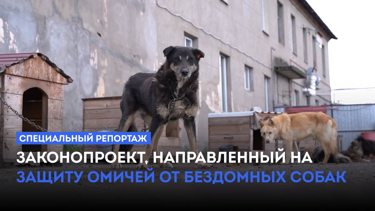 Специальный репортаж о новом законопроекте, направленном на защиту омичей от агрессивных бездомных собак