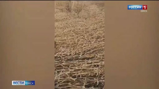 Министр сельского хозяйства Омской области рассказал, как идет борьба за урожай на юге региона