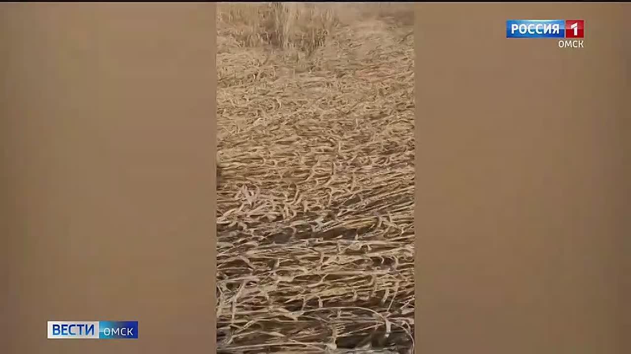 Министр сельского хозяйства Омской области рассказал, как идет борьба за урожай на юге региона