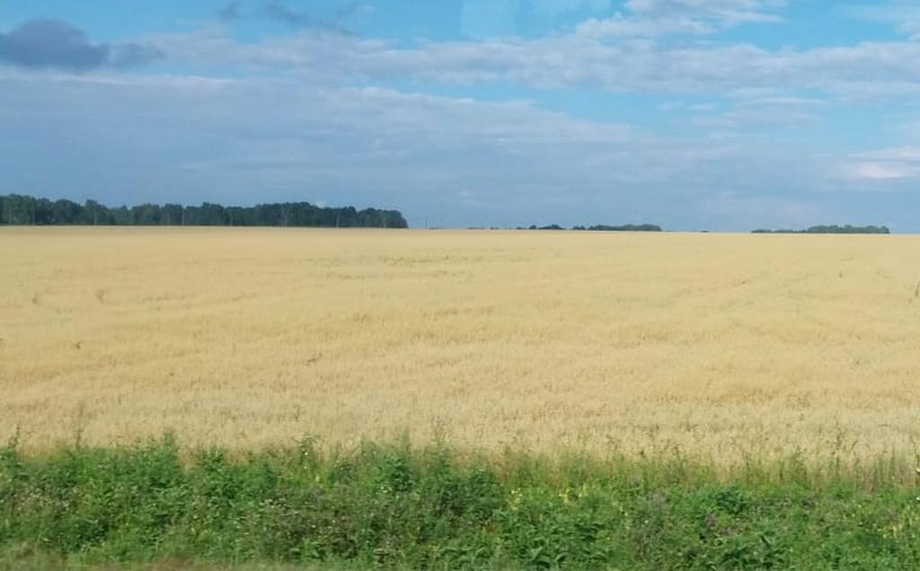 В Омской области в хозяйственный оборот будет вовлечено 3374 га земель сельскохозяйственного назначения В Омской области в хозяйственный оборот будет вовлечено 3374 га земель сельскохозяйственного назначения