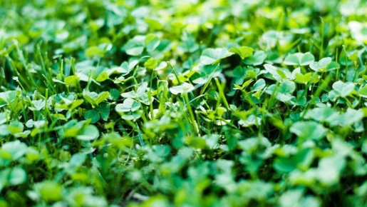 Как избавиться от сорняков с помощью сидератов: пять распространенных ошибок дачников