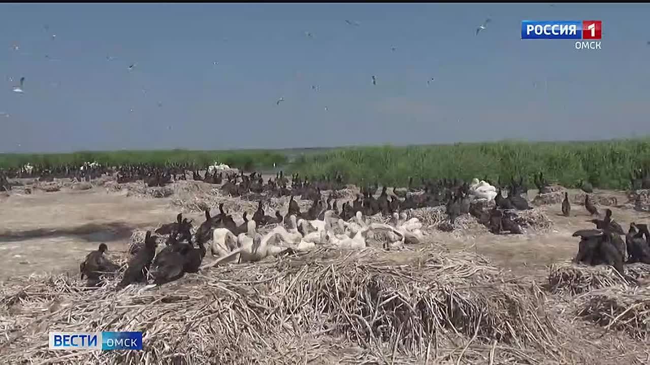 Мама героя СВО из Москаленского района спасла пеликана